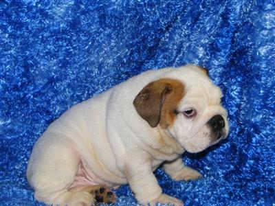 English Bulldog Puppies for Sale